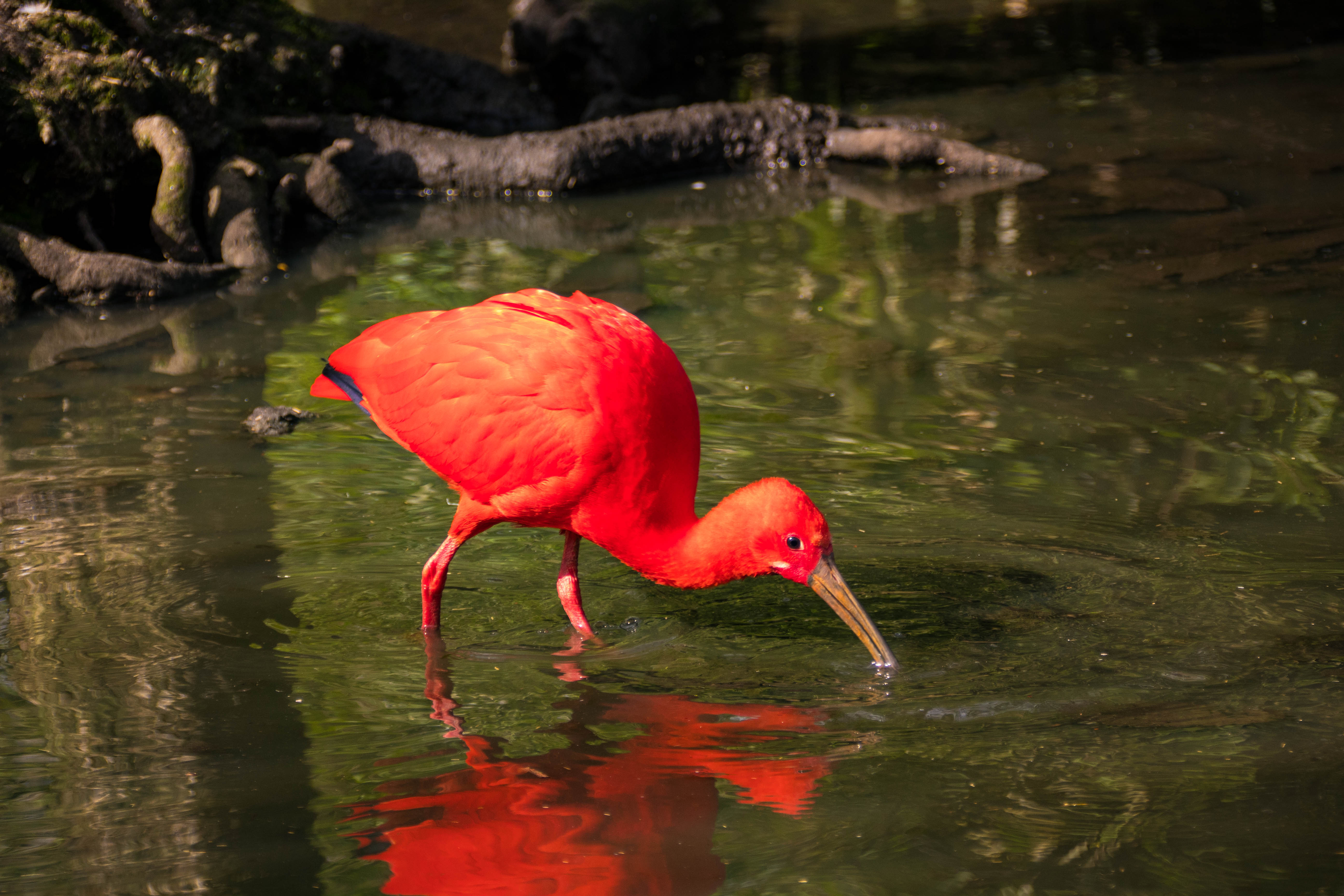 Ibis rouge-IMG_0151.jpg